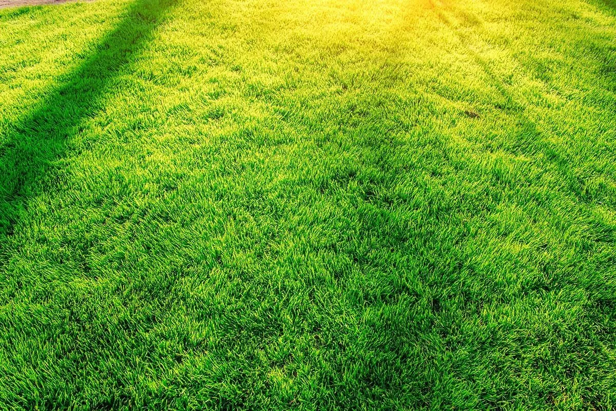 Artificial Grass