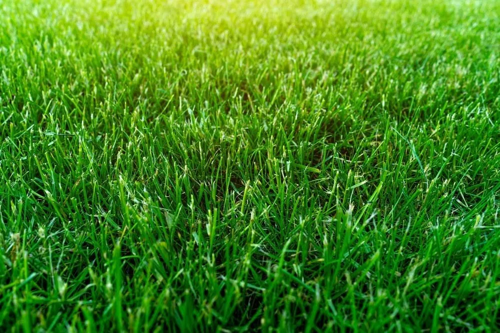 artificial grass price